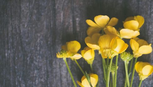 pexels-thepaintedsquare-1039103